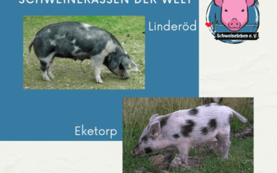 Schweinerassen der Welt – Eketorp und Linderöd Schweine