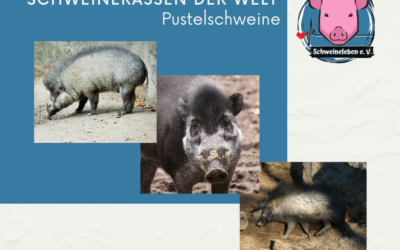 Schweinerassen der Welt – Pustelschweine / Visayas