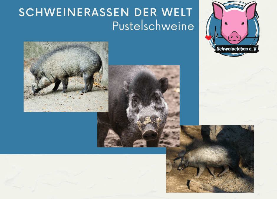 Schweinerassen der Welt – Pustelschweine / Visayas