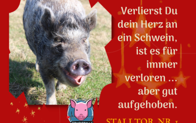 Schweineleben – Adventskalender: Stalltor Nr. 1