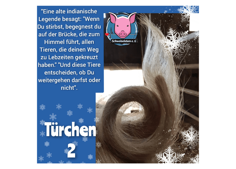 Schweineleben e. V. Adventskalender 2021