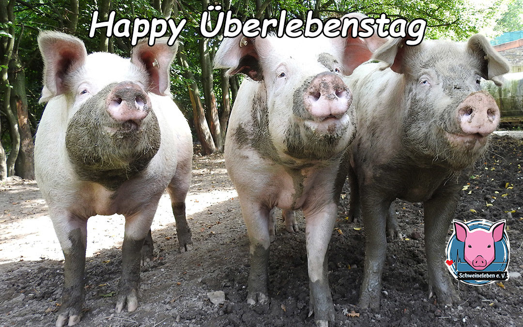 Unsere drei Schweine Freya Loki und Gandhi