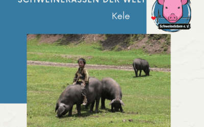 Schweinerassen der Welt – Kele