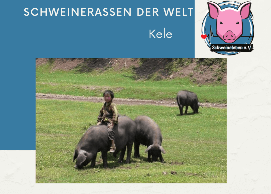 Schweinerassen der Welt – Kele