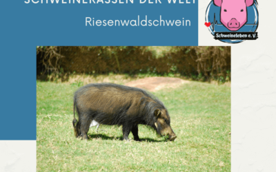 Schweinerassen der Welt – Riesenwaldschwein