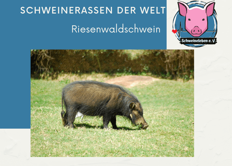 Schweinerassen der Welt – Riesenwaldschwein