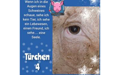 Schweineleben e. V. – Adventskalender: Stalltor Nr. 4