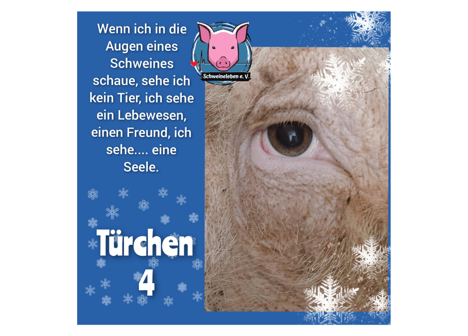 Schweineleben e. V. Adventskalender 2021