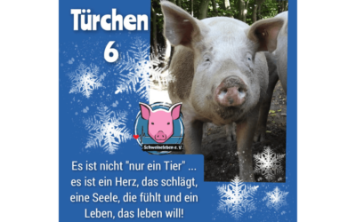 Schweineleben e. V. – Adventskalender: Stalltor Nr. 6