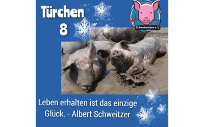 Schweineleben e. V. – Adventskalender: Stalltor Nr. 08