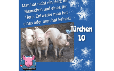 Schweineleben e. V. – Adventskalender: Stallnr. 10