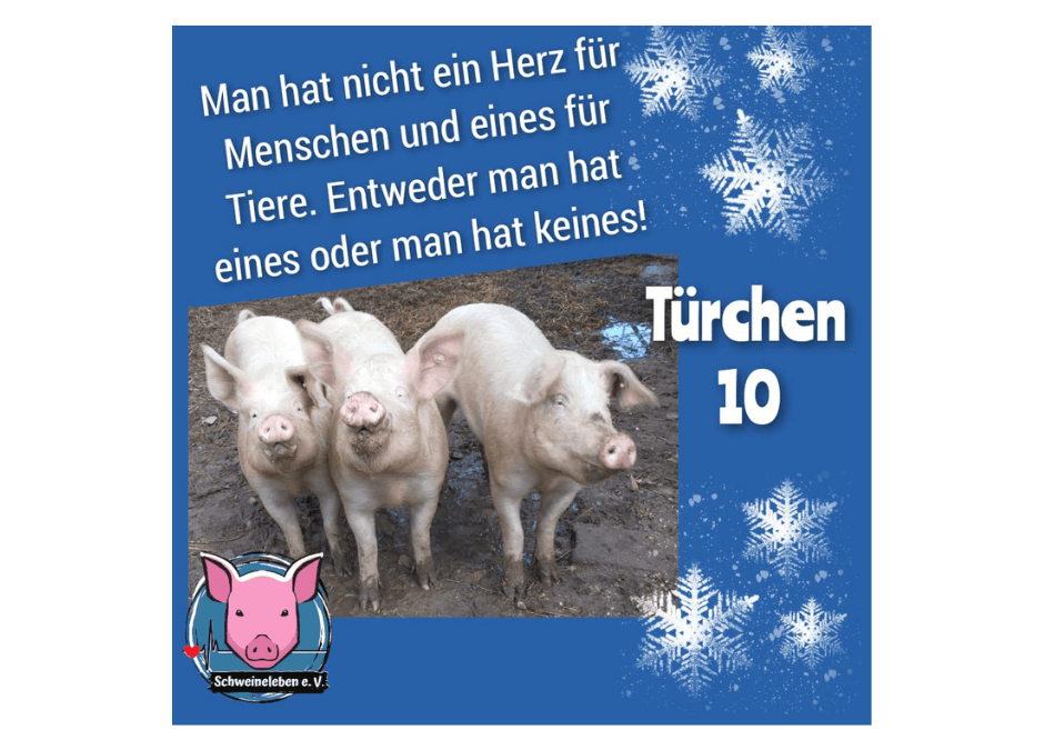 Schweineleben e. V. - Adventskalender 2021