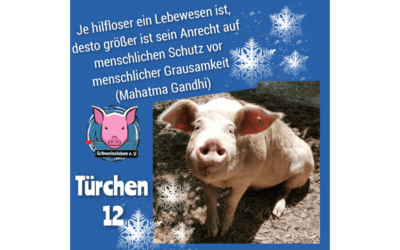 Schweineleben e. V. – Adventskalender: Stalltor Nr. 12