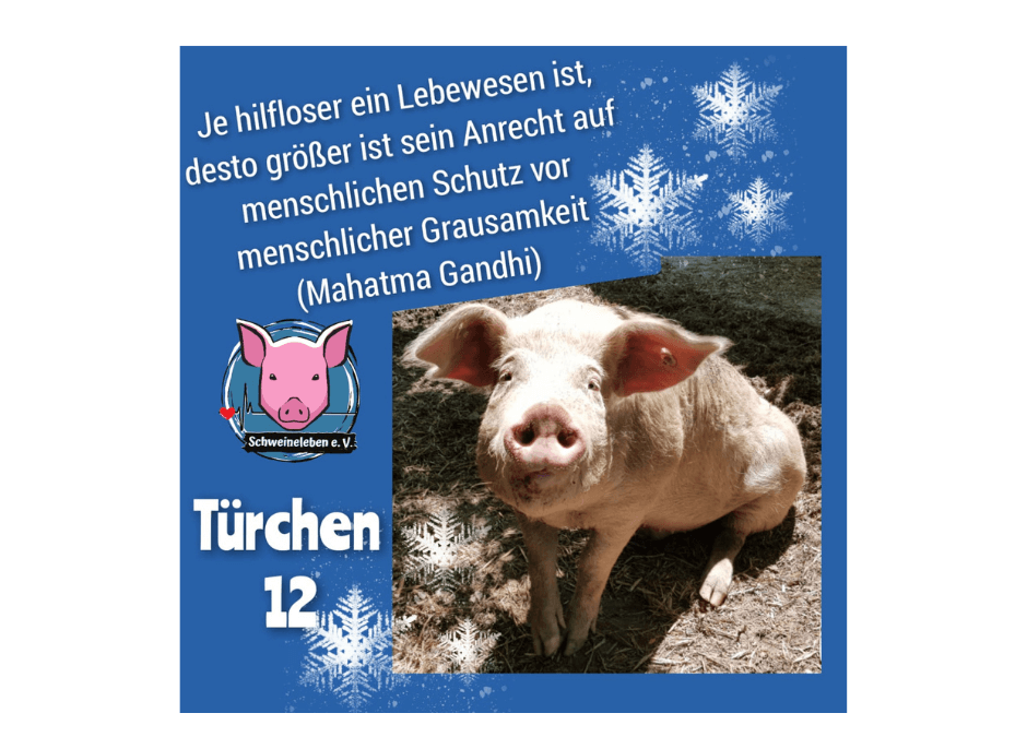 Schweineleben e. V. - Adventskalender 2021