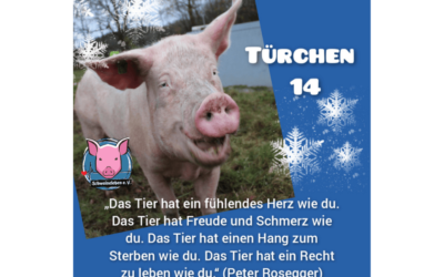 Schweineleben e. V. – Adventskalender: Stalltor Nr. 14