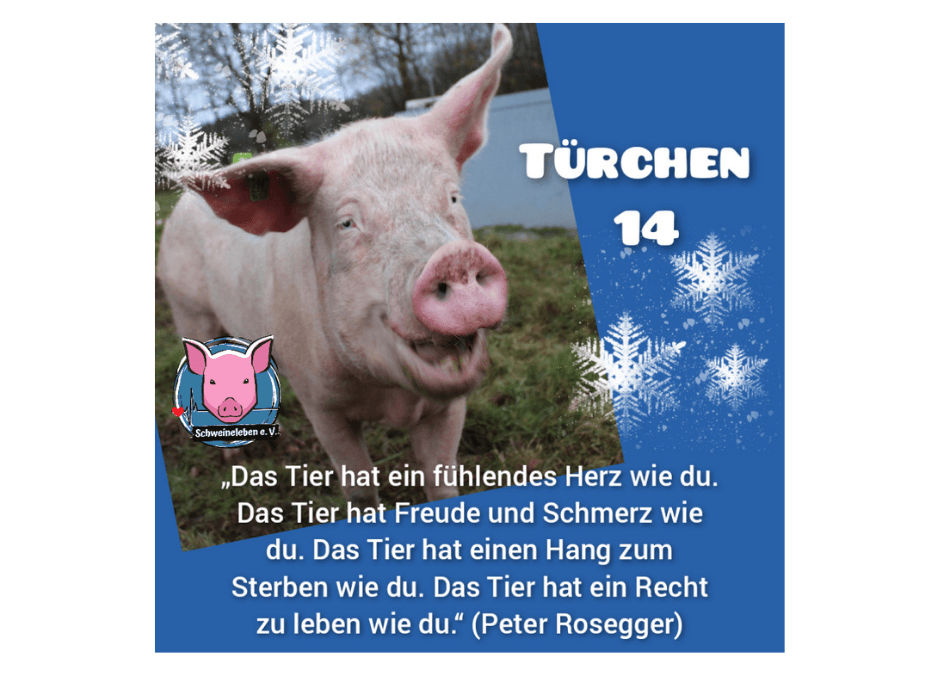 Schweineleben e. V. - Adventskalender 2021