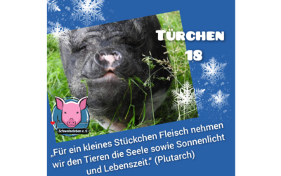 Schweineleben e. V. – Adventskalender: Stalltor Nr. 18