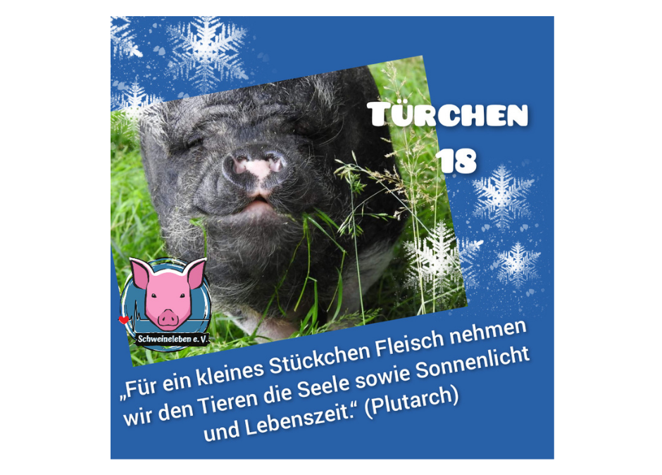 Schweineleben e. V. - Adventskalender 2021