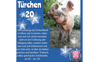 Schweineleben e. V. – Adventskalender: Stalltor Nr. 20