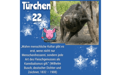 Schweineleben e. V. – Adventskalender: Stalltor Nr. 22