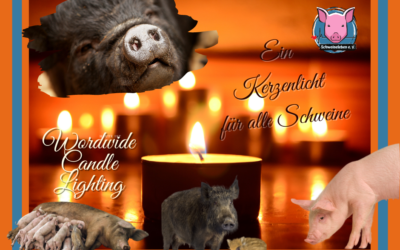 Worldwide Candle Lighting – Ein Licht für alle Schweine