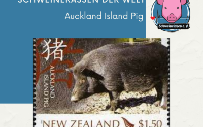 Schweinerassen der Welt – Auckland Island Pig