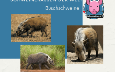 Schweinerassen der Welt – Afrikanische Buschschweine