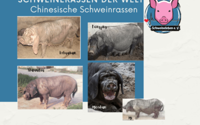 Schweinerassen der Welt – Chinesische Schweinerassen Teil 2 – Taihu