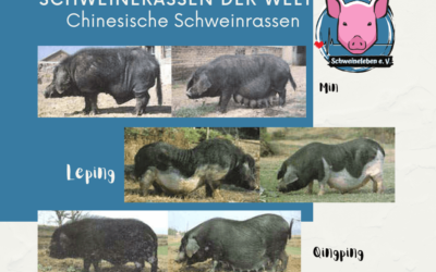 Schweinerassen der Welt – Chinesische Schweinerassen Teil 3 – Leping, Min und Qingping