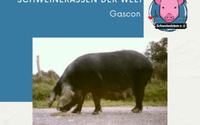 Schweinerassen der Welt – Gascon