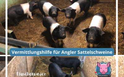 Vermittlungshilfe – Angler Sattelschweine (Ferkel) suchen dringend ein neues Zuhause! In 24837 Schleswig