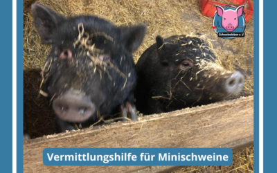 Vermittlungshilfe für zwei Minischweine in 24837 Schleswig – Sau und kastrierter Eber