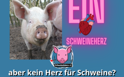 Wenn ein Schweineherz verstummt