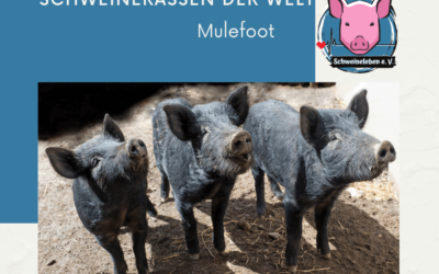 Schweinerassen der Welt – Mulefoot