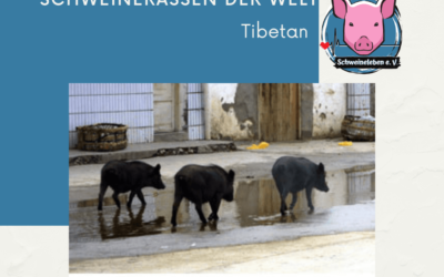 Schweinerassen der Welt – Tibetan