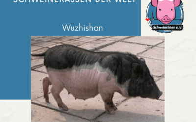 Schweinerassen der Welt – Wuzhishan