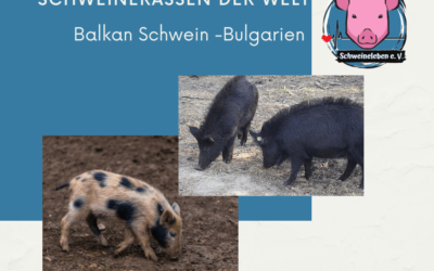 Schweinerassen der Welt – Das Baskische Schwein