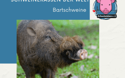 Schweinerassen der Welt – Bartschwein (Sus Barbatus)