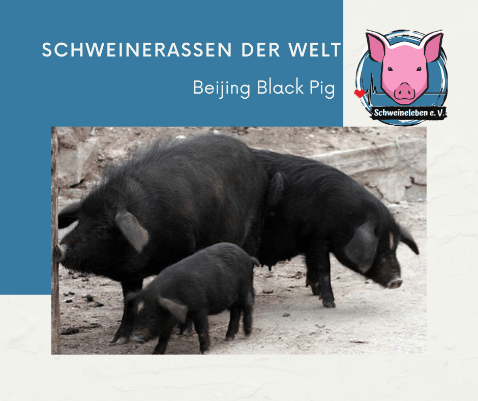 Schweinerassen der Welt - Beijing Black - Schweineleben.de