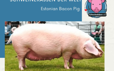 Schweinerassen der Welt – Estnisches Speckschwein (Estonian Bacon Pig)