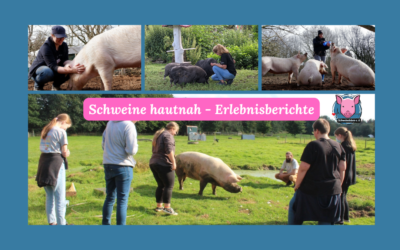 Schweine erleben –  Von der Sammelleidenschaft zum Schweinestreicheln