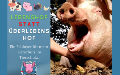 Mehr Platz für Schweine – Das Youtube-Video