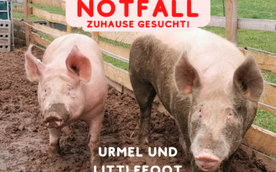 Notfall! Ganz dringend Lebensplatz gesucht für zwei kastrierte Hausschweineber