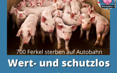 700 Ferkel tot – Täter wohlauf?