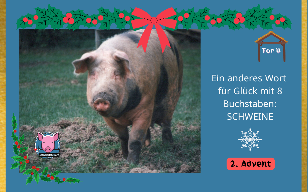 Schweineleben Adventskalender Tor 4