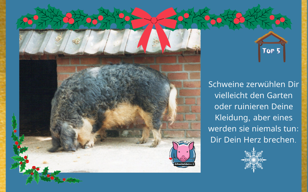 Schweineleben Adventskalender Tor 5