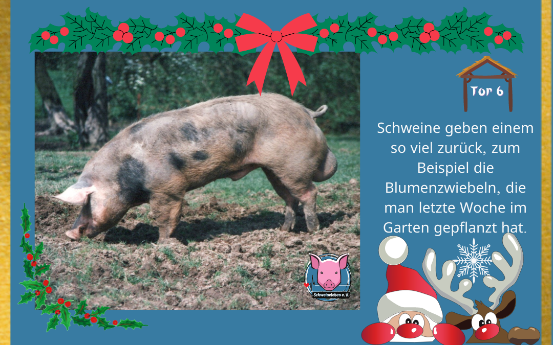 Schweineleben Adventskalender Tor 6