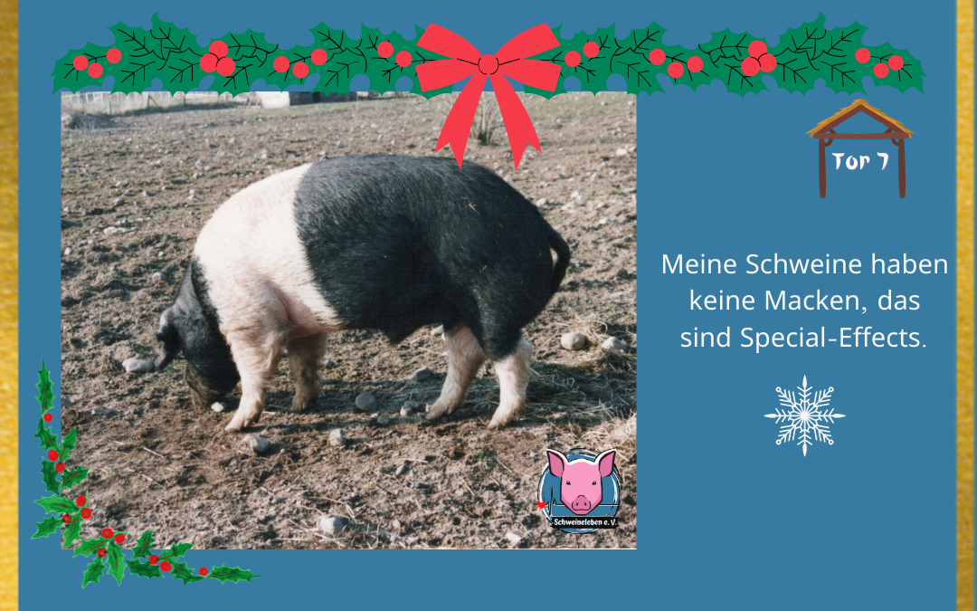 Schweineleben Adventskalender Tor 7