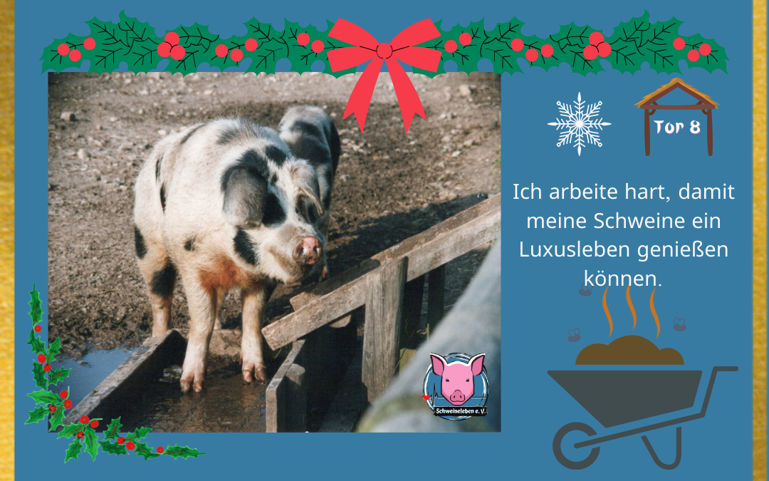 Schweineleben Adventskalender Tor 8