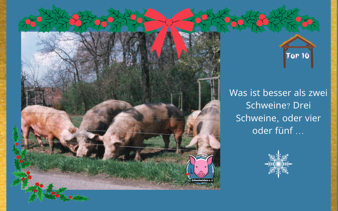 Schweineleben Adventskalender Tor 10